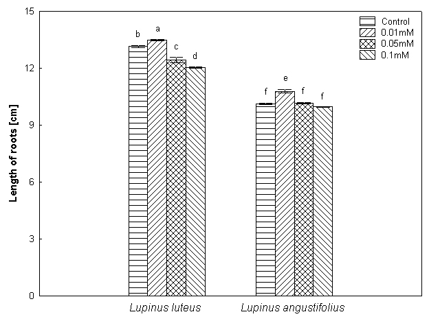 Fig. 1. Length of roots Lupinus luteus (A) and L. angustifolius (B).