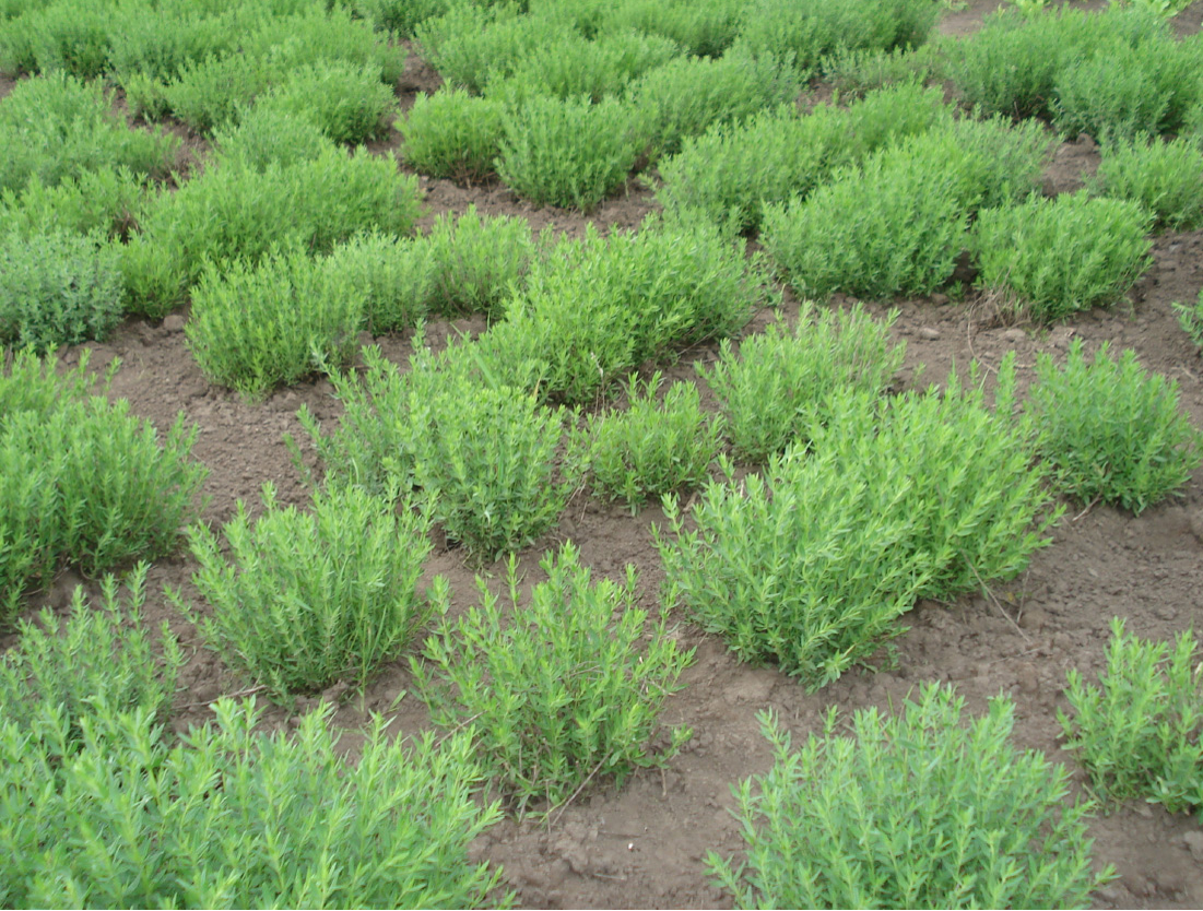 Fig. 4. Hyssopus officinalis seedlings.