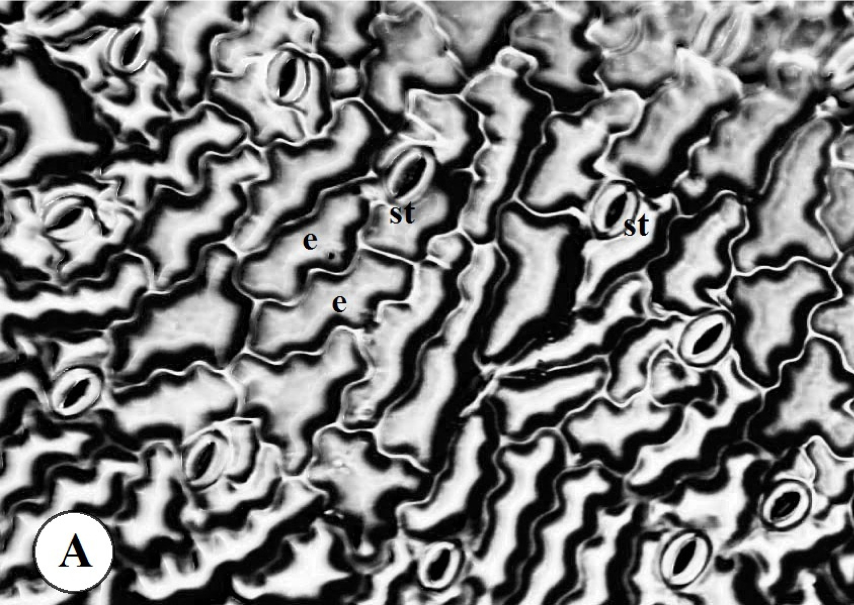 Fig. 1. Stomatal apparatus of buckwheat (Fagopyrum esculentum) leaves: A – stomatal density at abaxial surface of control plants.