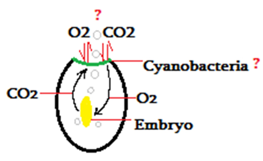 Fig. 12. Hypothetical scheme of gas exchange of the embryo with environment.