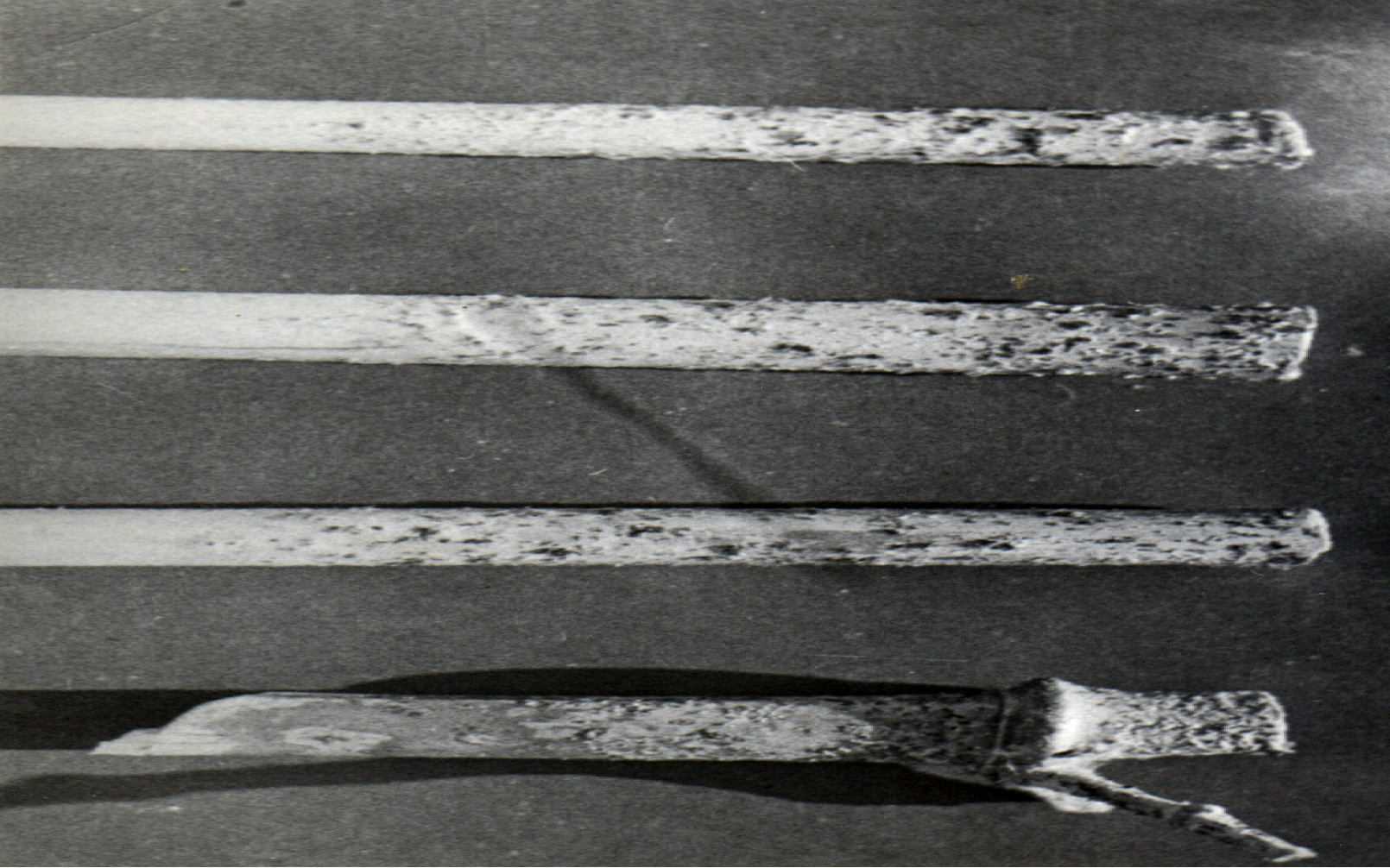 Fig. 1. Bamboo branches artificially diseased with Apiospora phyllostachidis.