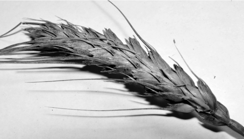 The ears of winter wheat cultivar ‘Polis´ka 90’ infected by winter wheat leaf blotch.