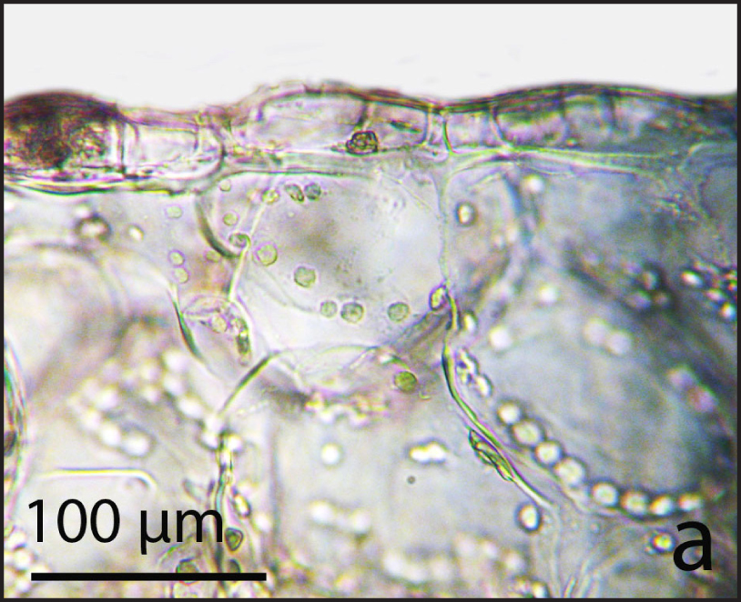Fig. 1. Сross-sections through the stem epidermis of Aylostera flavistyla