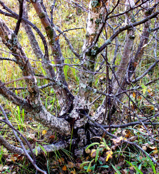 Fig. 3. Morphological growth forms (GF) and forms of trunk (TF) of shrubby Karelian birch.