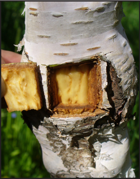 Fig. 3. Phellem exfoliation on 6-year-old Karelian birch plants, figured wood surface at the tubercular swelling, phloem tissues is 0.3 cm and rhytidome tissues – 0.25 cm thick.