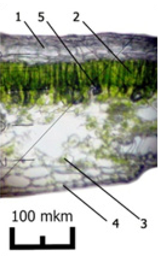 Fig. 1. Crosssection through the leavs of Nerium oleander cultivated in greenhouses of CBG NAS of Belarus, as well as located in natural hatitats (Cyprus).