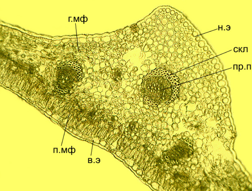 Fig. 1. Anatomical structure of the leaf blade of Ikonnikovia kaufmanniana.