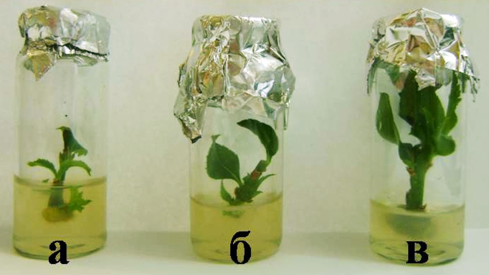 Fig. 1. Microshoots regeneration on the explants isolated from different parts of the green cutting: a – basal part (adventitious shoot present); б – apical part; в – middle part.
