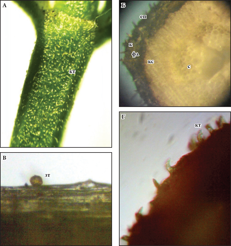 Fig. 1. Micromorphological characteristics of Hyssopus officinalis stem: A – stem pubescence (×20); Б – stem in cross section (×120); В, Г – trichomes of the stem surface (×128). еп – epidermis; зт – glandular trichomes; к – collenchyma; кс – xylem; кт – indumentary trichomes; с – pith; фл – phloem.