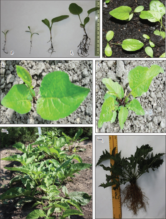 Fig. 1. Pregenerative period  of ontogenesis of Serratula coronata: p – sprouts; j1-j4 – juvenile plants; im1‑im2 – immature plants.