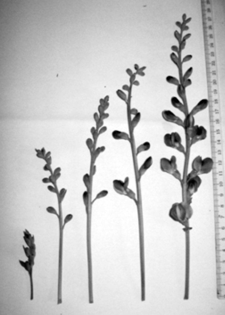 Fig. 1. Inflorescences of Baptisia аustralis.
