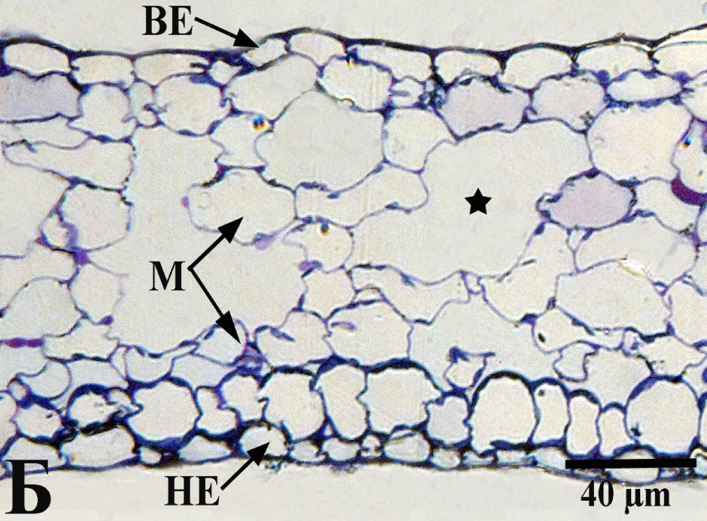 Fig.1. Cross section of submerged leaves of Nymphaea candida (light microscopy, 40 µm).