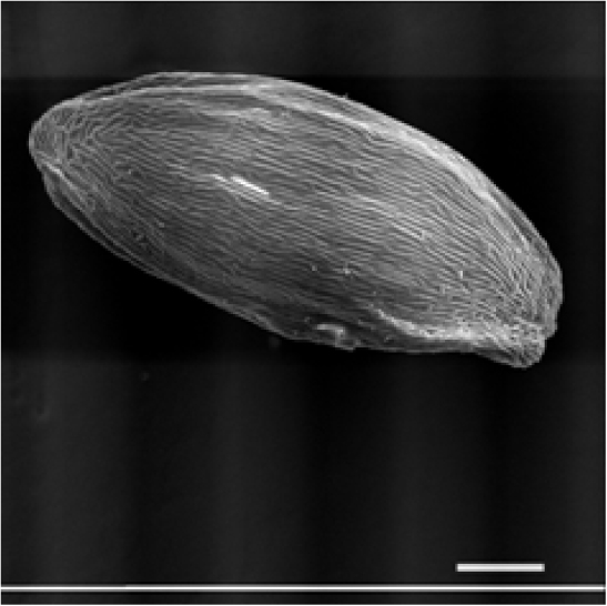 Fig. 1. Seeds and their surfaces of Campanula rotundifolia