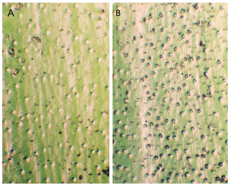 Varnish replicas of abaxial epidermis of lemma in two Avena strigosa accessions. A – As10; B – As13.