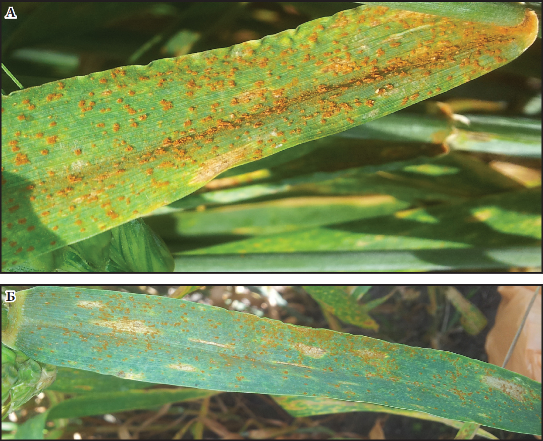 Fig. 1. The lesion of the leaf blotch and the wheat leaf rust on wheat leaves of cv. ‘Poliska 90’ (А) and cv. ‘Stolychna’ (Б).