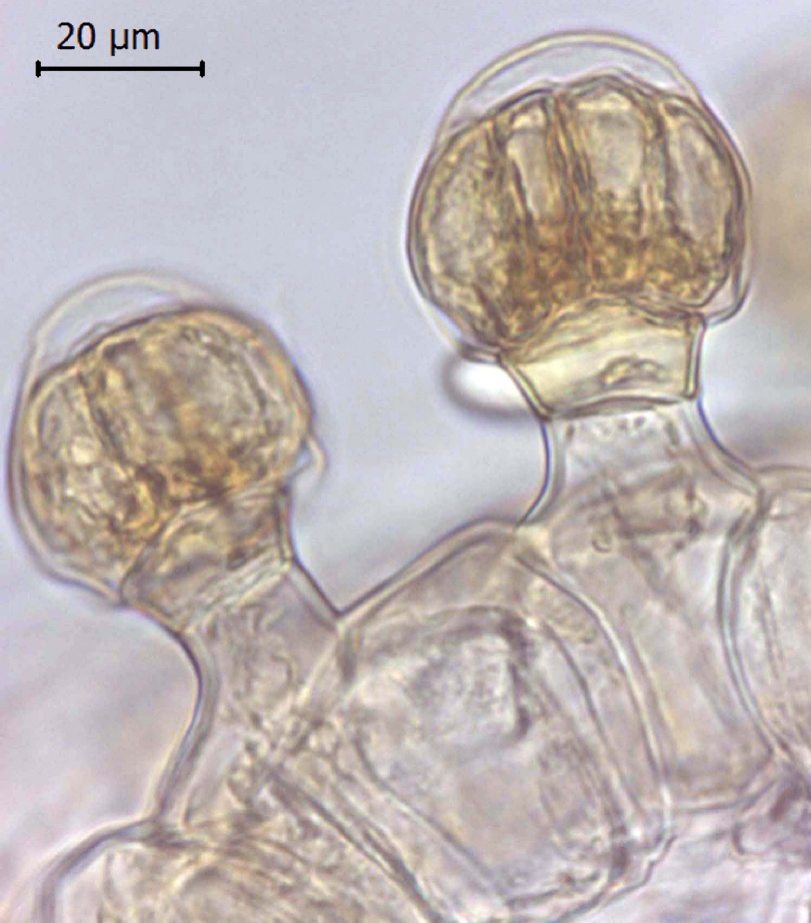 Fig. 1. Glandular trichomes of Lamium orientale.