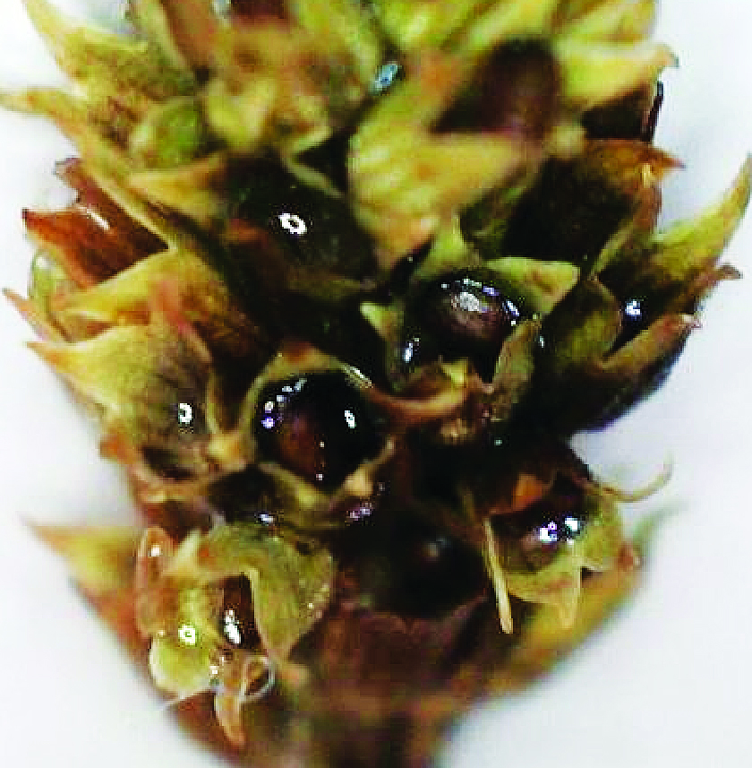 Fig. 1. Morphological features of Hyssopus officinalis: А – fruits.