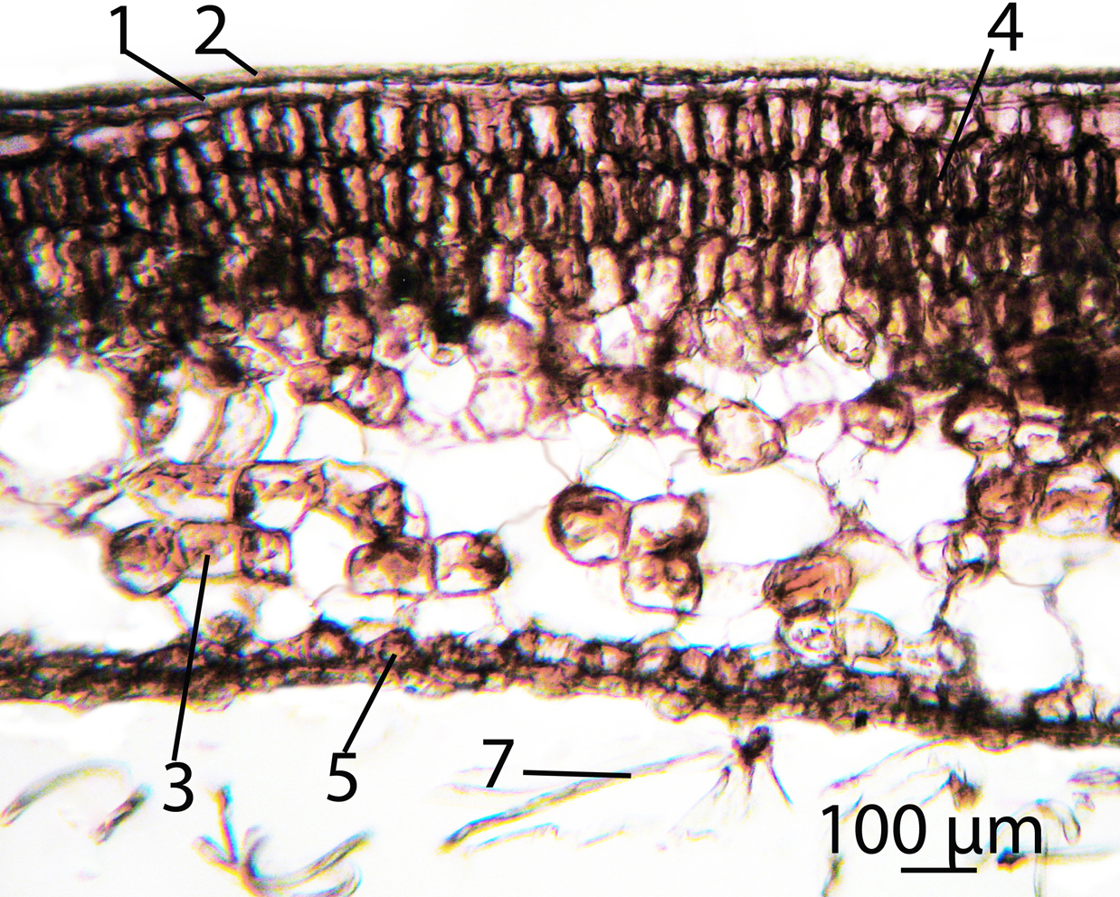 Fig. 2. Cross-section through the leaf blade of Rhododendron makinoi.