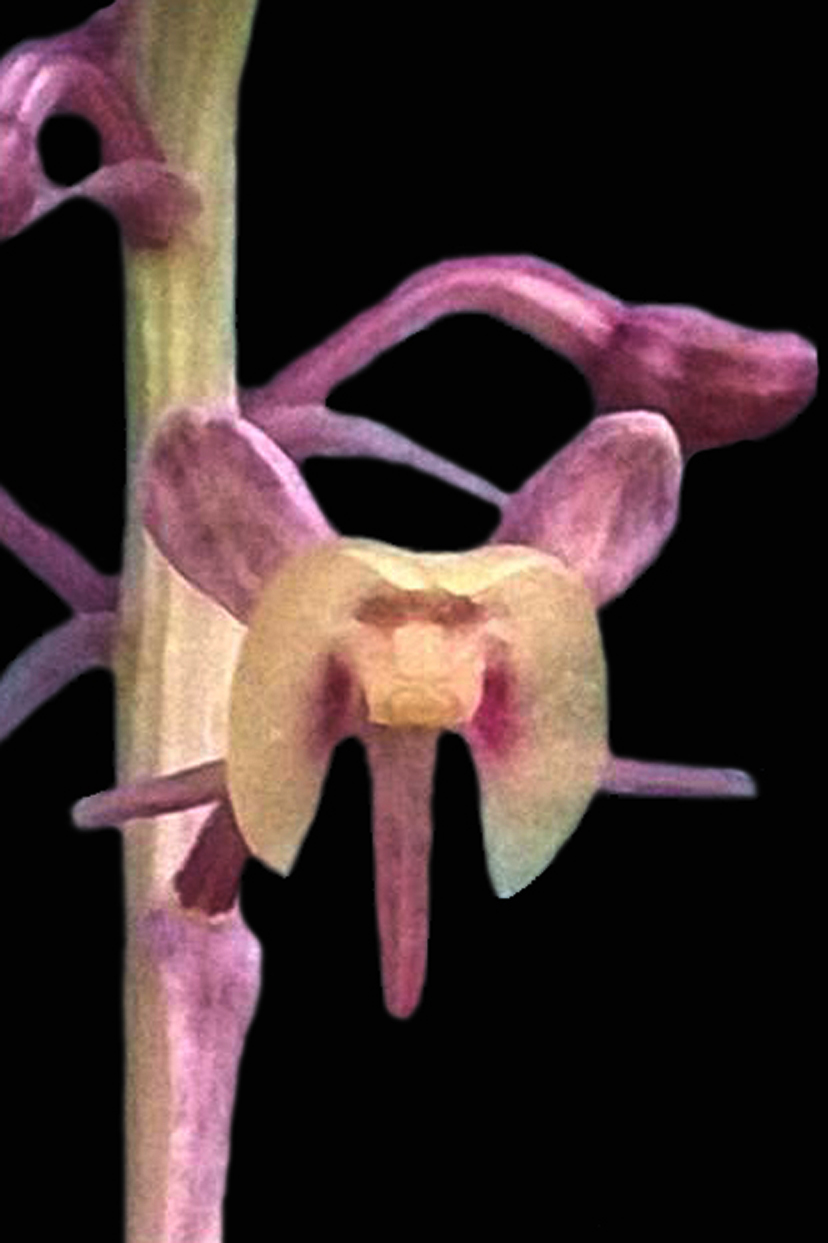 Crepidium acuminatum flower