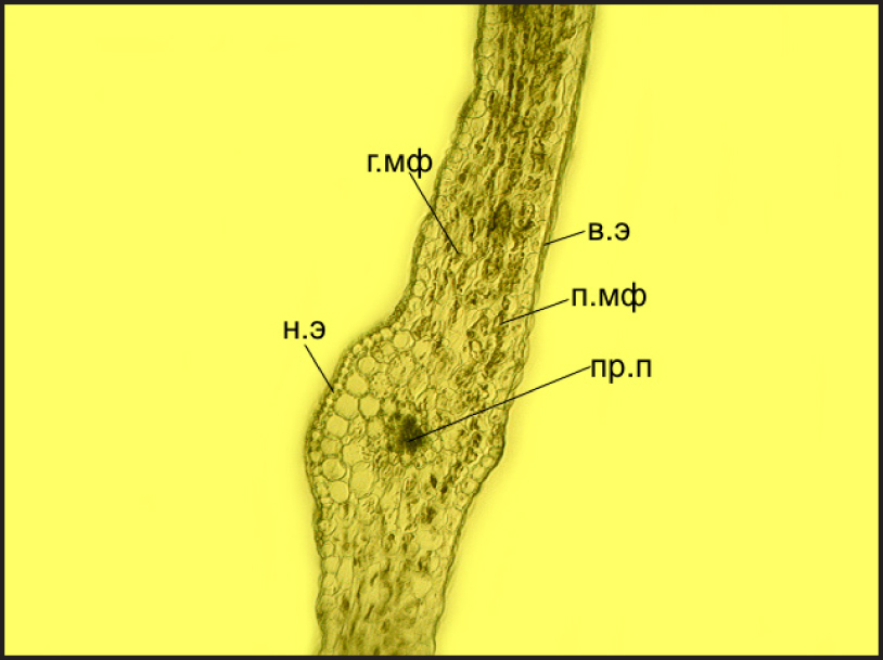 Fig. 1. Anatomical structure of Taraxacum kok-saghyz leaf: в.э – upper epiderm; н.э – lower epiderm; п.мф – palisade mesophyll; г.мф – spongy mesophyll; скл – sclerenchyma; пр.п – vascular bundle.