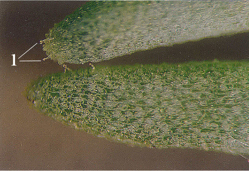 Fig. 1. Leaves of Sedum antiquum: 1 – clavate trichomes (×4).